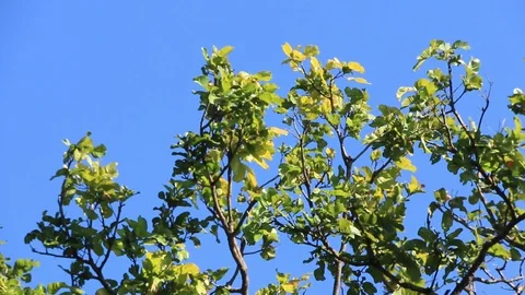 Green leaves move slowly. The wind blows. In the afternoon Stock Footage 85795428