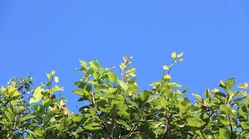 Green leaves move slowly. The wind blows. In the afternoon Stock Footage 85797558