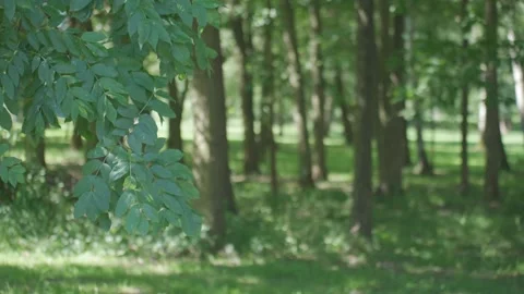 Green leaves move in a summer forest, with branches in focus and soft trees Vídeos de archivo 337483672