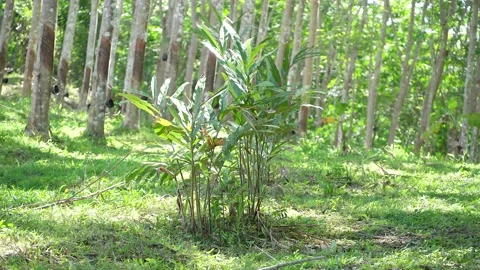 The green leaves move in the wind Vidéo 154055228