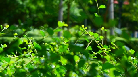 Green leaves move in the wind in a garden. Stock Footage 196712897