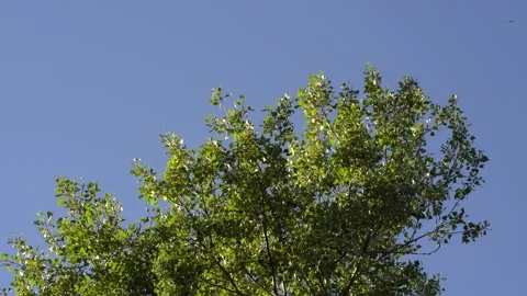 Green leaves moved by the wind transparent of light Stock Footage 139423308