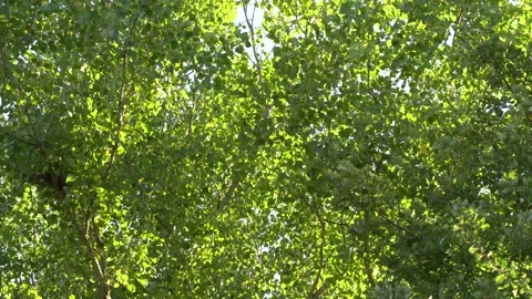 Green leaves moved by the wind transparent of light Stock Footage 139423337