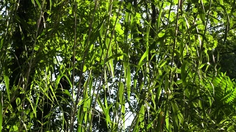 Green leaves moved by the wind transparent of light Stock Footage 139423351