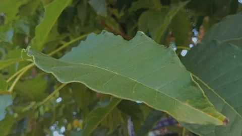 Green leaves moving in the beautiful wind. Stock Footage 220319806