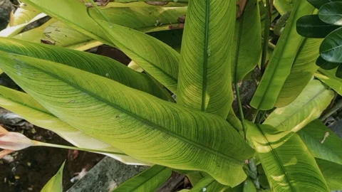 Green leaves moving in the beautiful wind. Stock Footage 220346184