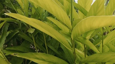 Green leaves moving in the beautiful wind. Stock Footage 220346189