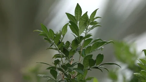 Green leaves moving on a blur background. Stock Footage 76927448