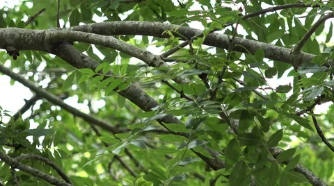 Green leaves moving Stock Footage 56963666