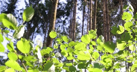 Green leaves moving in the forest 스톡 동영상 340290978