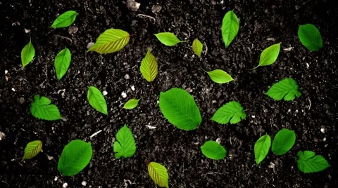 Green Leaves Moving on the Ground Soil in Stop Motion Style in Seamless Loop Stock Footage 66400818