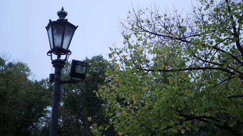 Green Leaves moving with heavy wind near Reichstag building, Berlin, HD Stock Footage 83360153