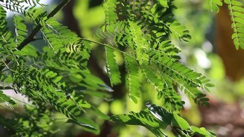 Green Leaves Moving as the Wind Blows Stock Footage 103806381