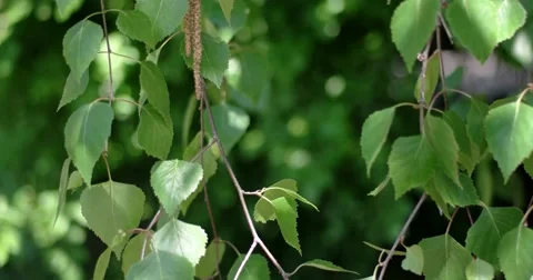 Green Leaves Moving in the Wind. Stock Footage 62477242
