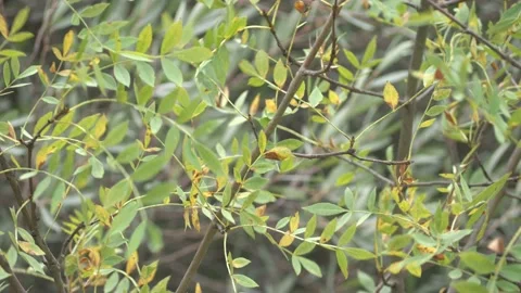 Green leaves moving in the wind Stock Footage 138095536
