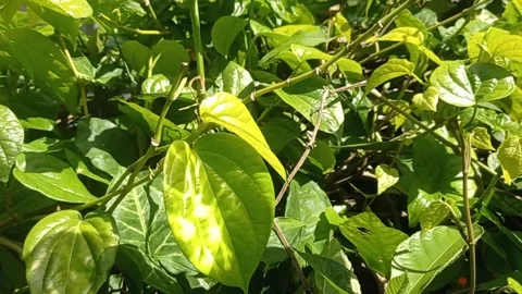 Green leaves moving by the wind Stock Footage 146258875