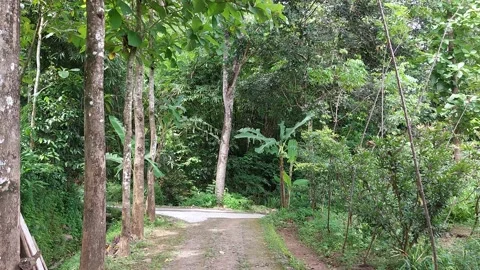 Green leaves moving in the wind Stock Footage 229832665