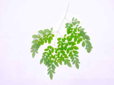 Green leaves with multiple branches Stock Photos