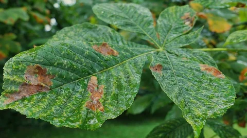 Green Leaves n Forest Stock Footage 99415174