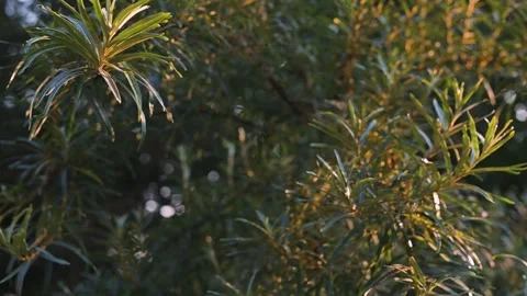 Green leaves in a natural setting with sunlight filtering through. The focus is Stockbeeldmateriaal 344667712