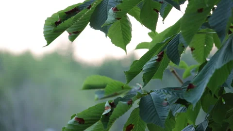 Green Leaves with Natural Texture and Organic Details in Soft Light Stock Footage 327684089