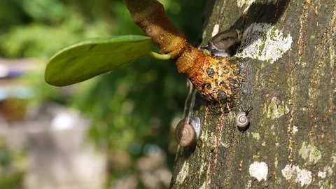 Green leaves nature background. Stock Footage 76141544