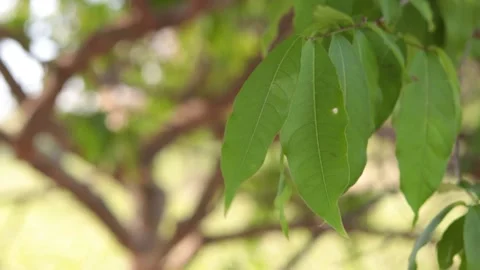 Green leaves nature Stock Footage 170756648