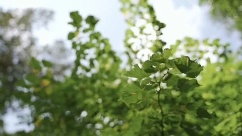 Green leaves of a nut on a tree in the summer in the forest Stock Footage 125756664
