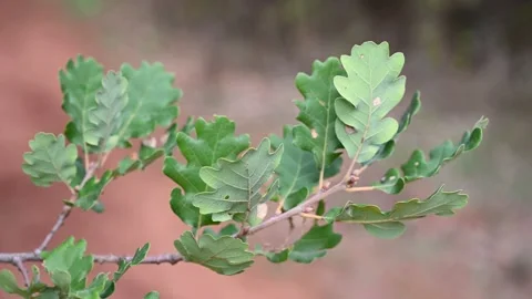 Green leaves of oak tree in forest. Branch of tree in woods. Stock Footage 210246401