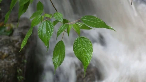 Green leaves over the waterfall Stock Footage 76093135