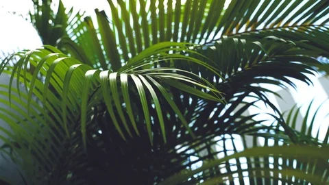 Green leaves Palm texture background Blue tone dark at phuket Thailand 스톡 동영상 110740810