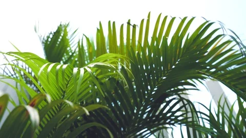 Green leaves Palm texture background Blue tone dark at phuket Thailand Video stock 110749646