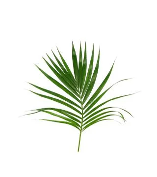 Green leaves of palm tree isolated on white background Stock Photos