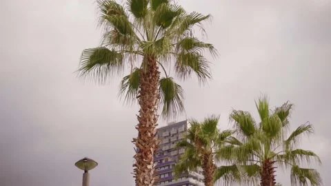 The green leaves Of palm trees in front of modern building Stock Footage 160041078