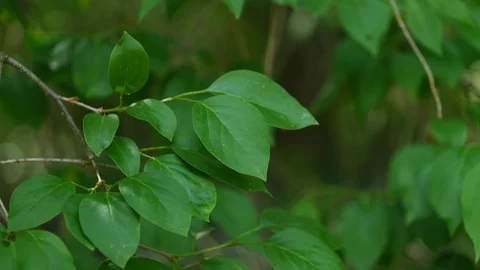 Green leaves of Panicled Hydrangea tree in spring gentle wind, 4K Stock Footage 106949315