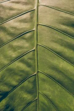 Green Leaves Patern Stock Photos