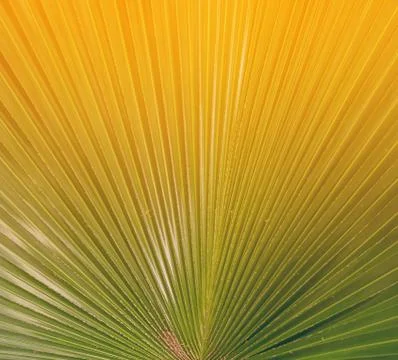 Green Leaves Patern Stock Photos