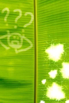 Green Leaves Patern - question mark Stock Photos