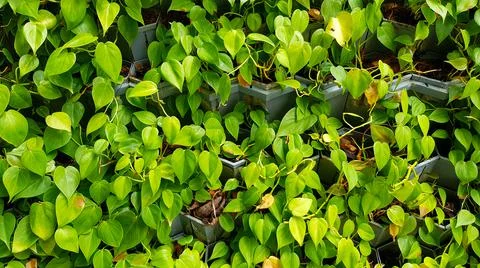 Green leaves pattern for background at garden park Stock Photos