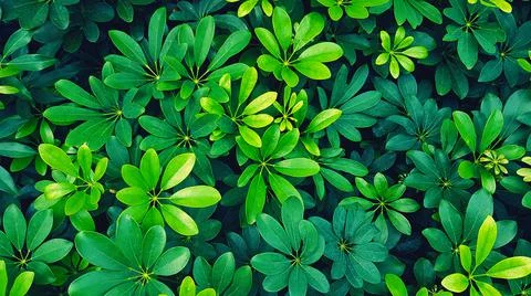 Green leaves pattern for background at garden park in vintage tone Foto stock
