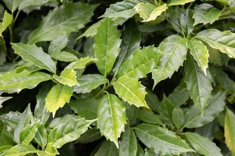 Green leaves pattern background Green leaves pattern background, Natural b... Foto stock