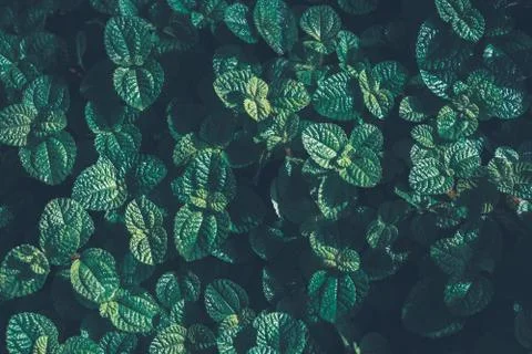 Green leaves pattern background. Kitchen Mint or Marsh Mint herbs Natural for Stock Photos