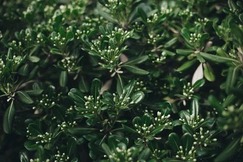 Green leaves pattern background minimalism copy space Stock Photos