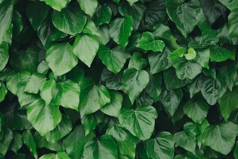 Green leaves pattern background minimalism copy space Foto stock