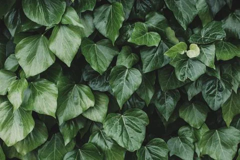 Green leaves pattern background minimalism copy space Stock Photos