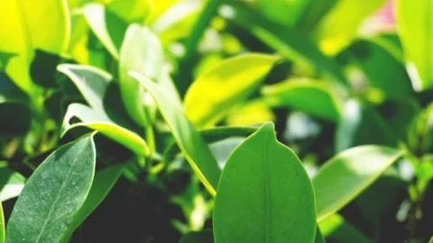Green leaves pattern background, Natural background and wallpaper Stock Photos