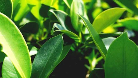 Green leaves pattern background, Natural background and wallpaper Stock Photos