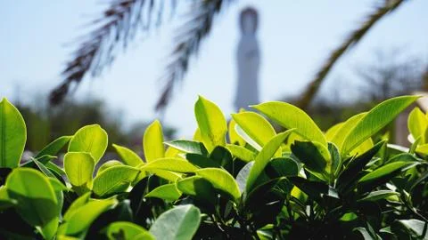 Green leaves pattern background, Natural background and wallpaper Stock Photos