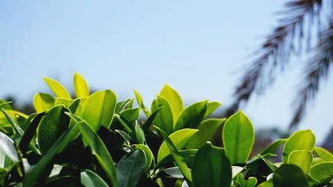 Green leaves pattern background, Natural background and wallpaper Stock Photos