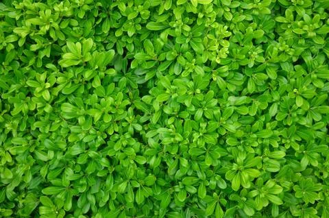 Green leaves pattern background natural background wallpaper Stock Photos